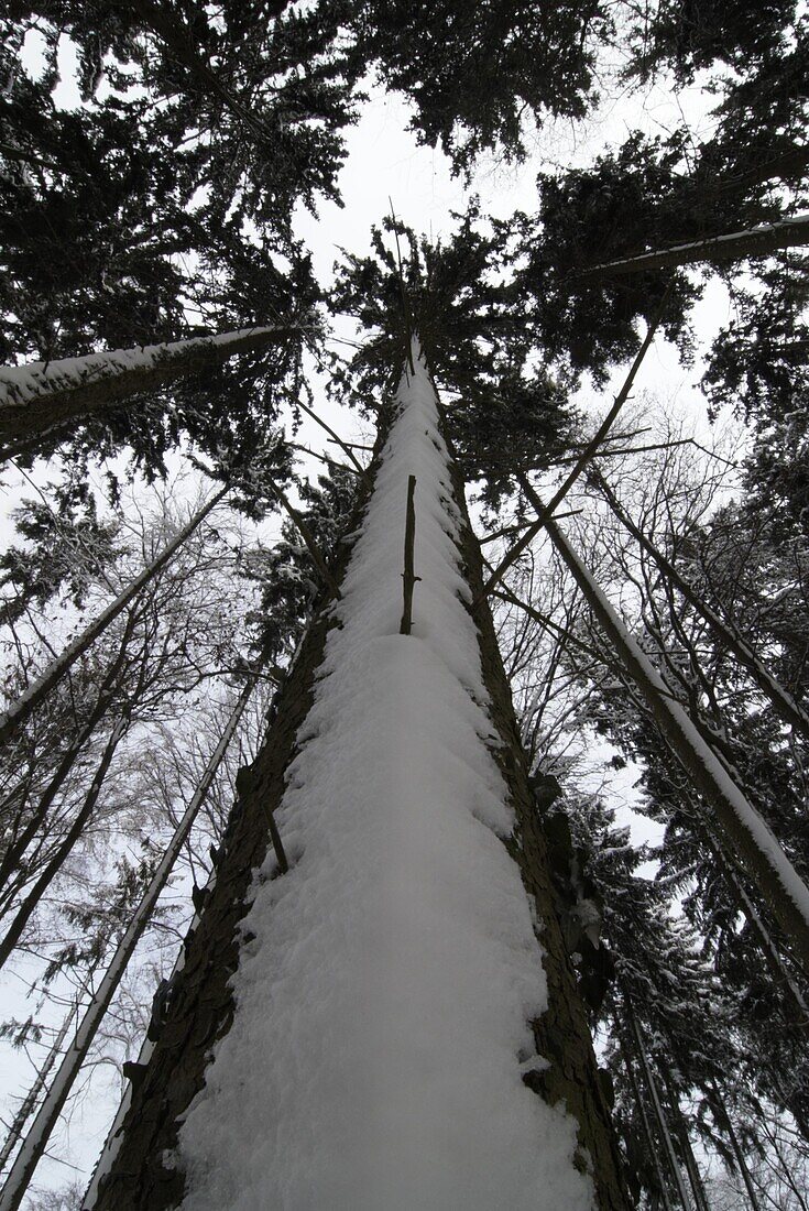 Winter forest