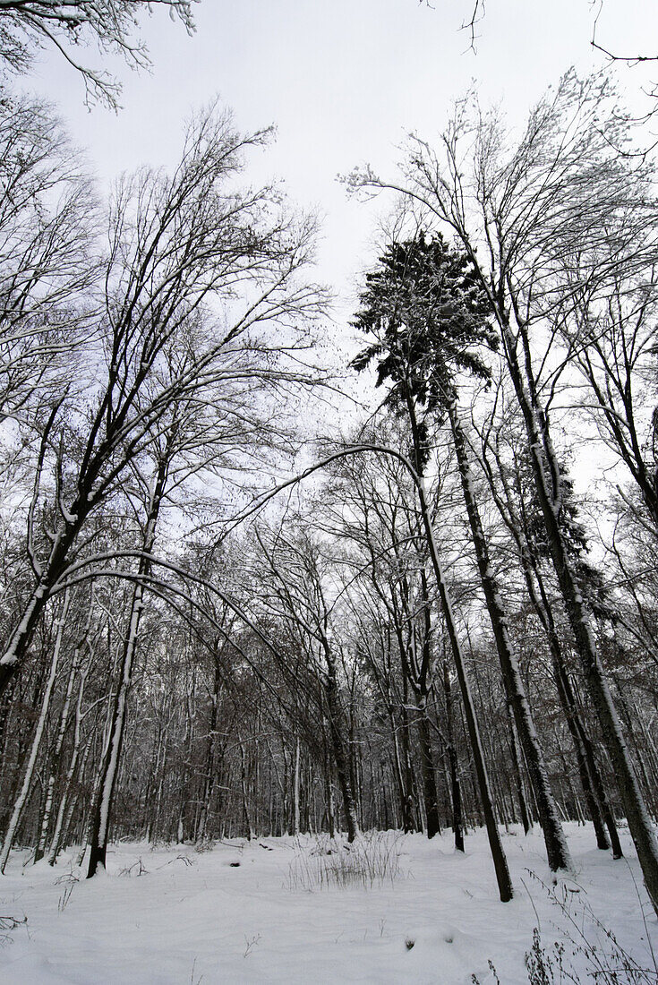 Winter forest