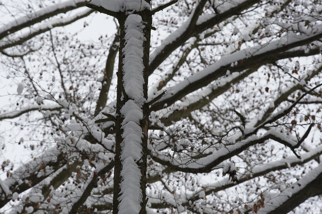 Winter forest