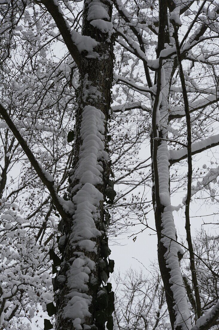 Winter forest