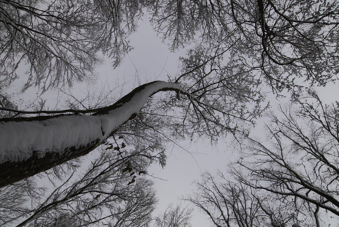 Winter forest