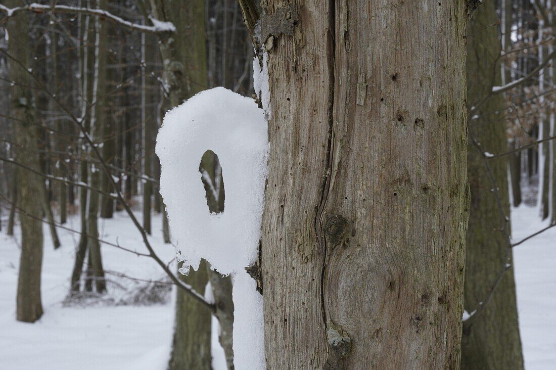 Winter forest - snow formation