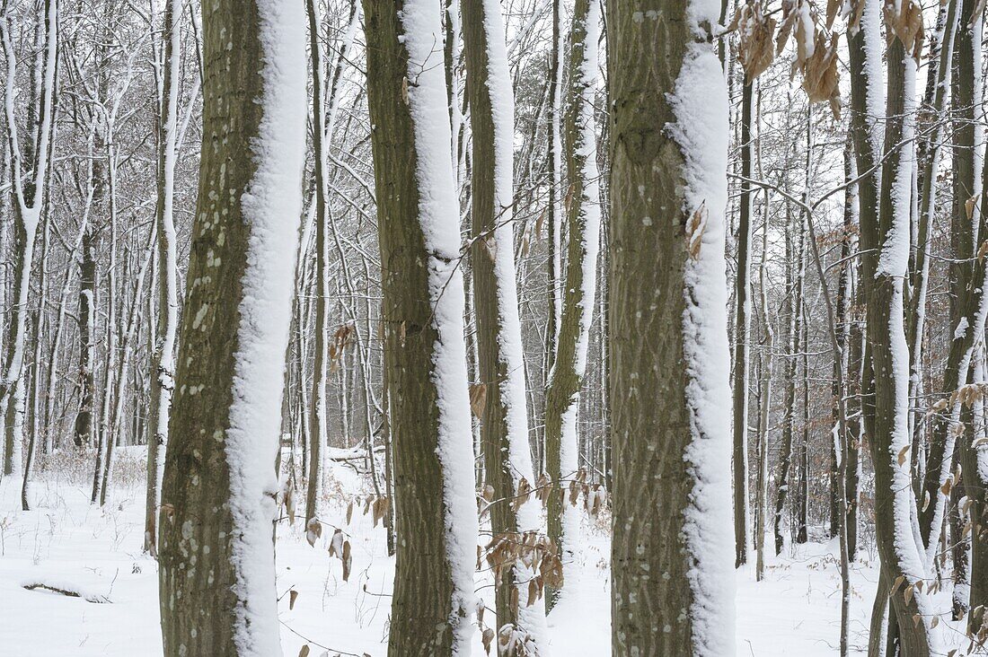 Winter forest