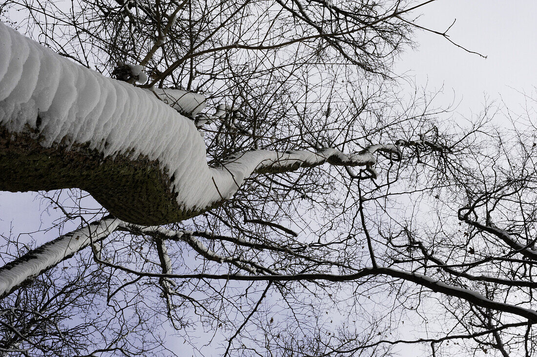 Winterwald