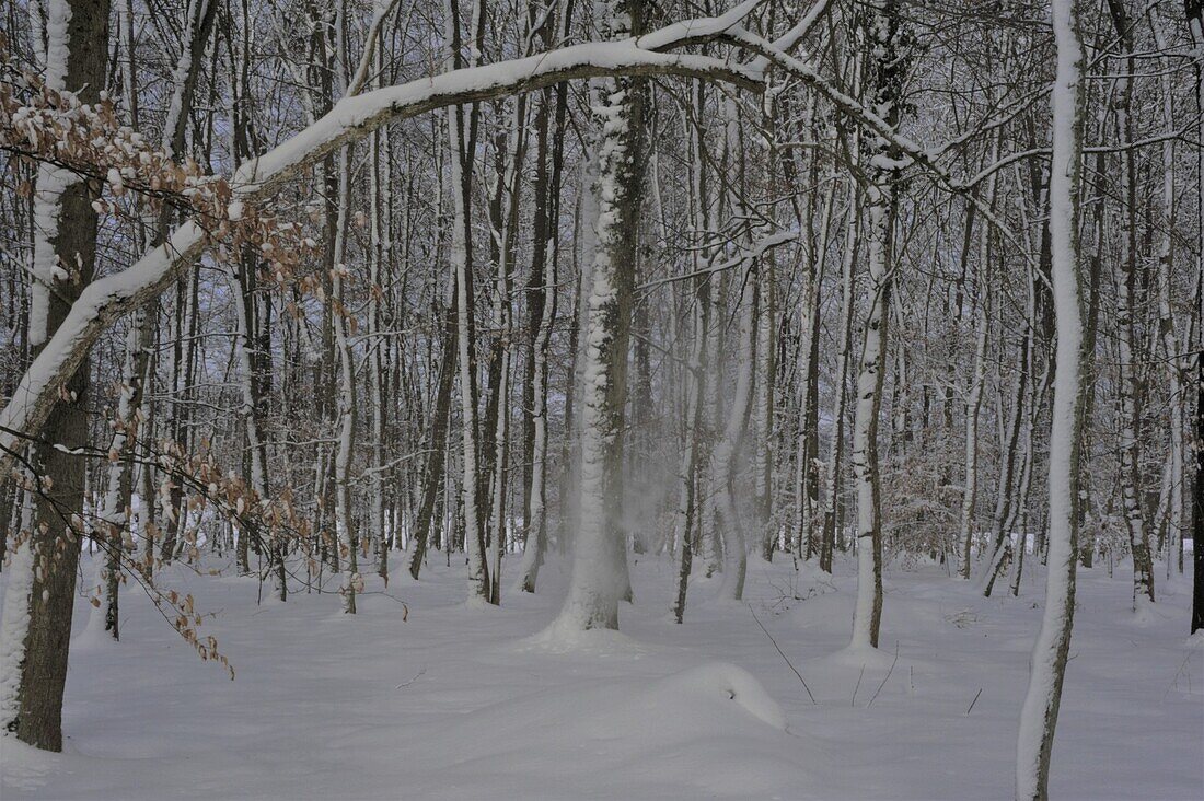 Winterwald