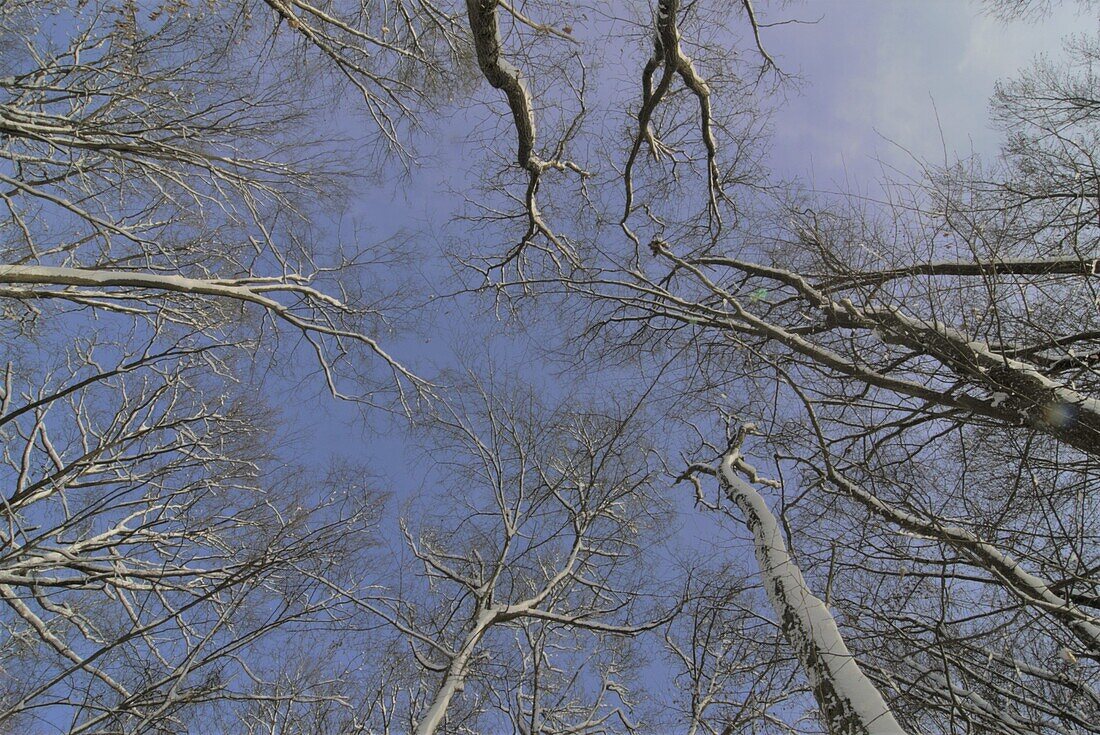 Winter forest