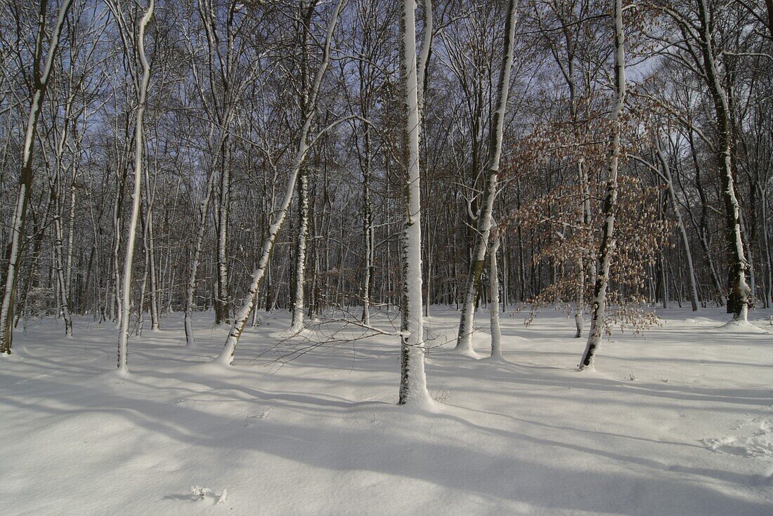 Winterwald