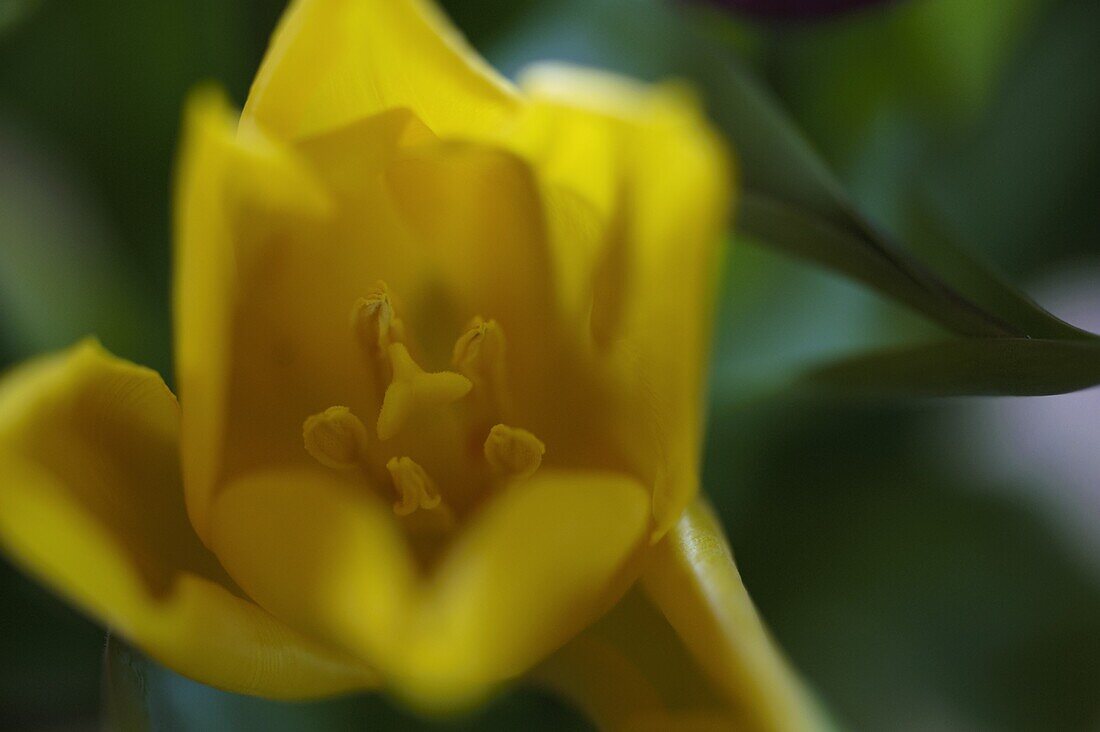 Tulip blossom