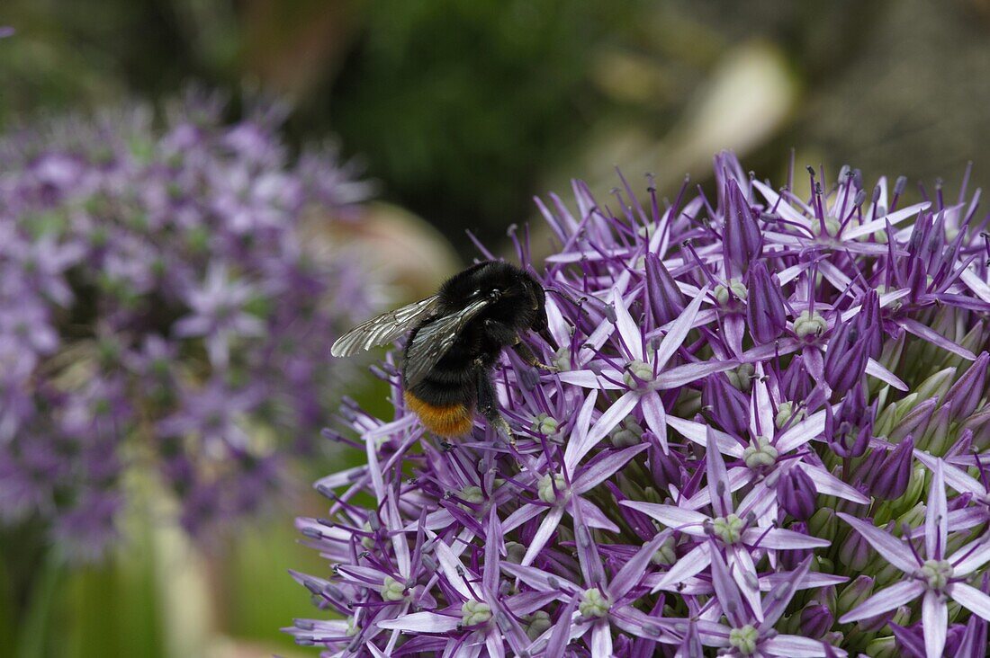 Hummel an Alliumblüte