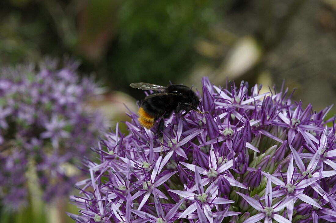 Bumblebee on allium blossom