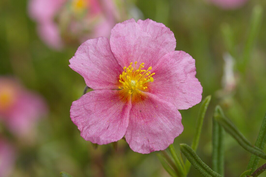 Helianthemum cultorum pink