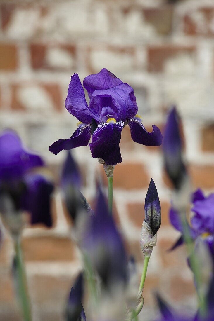 Iris x germanica, violett