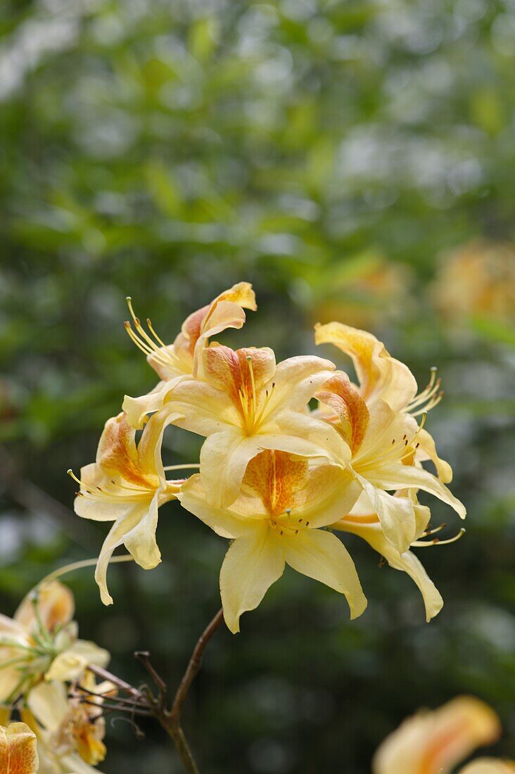 Rhododendron luteum