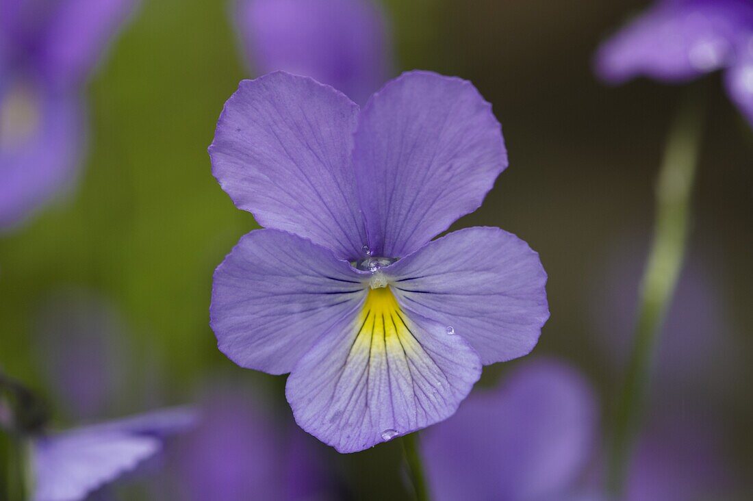 Viola cornuta, hellblau