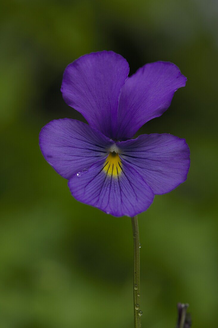 Viola cornuta, violet