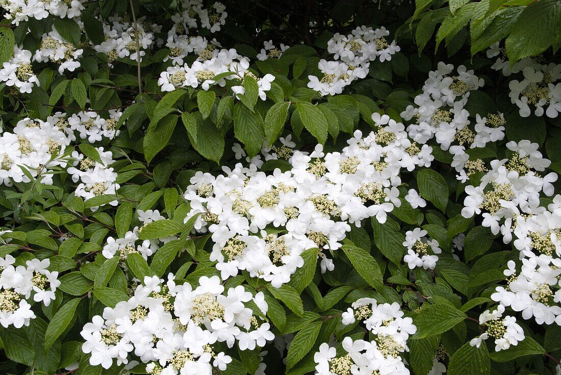 Viburnum plicatum Summer Snowflake