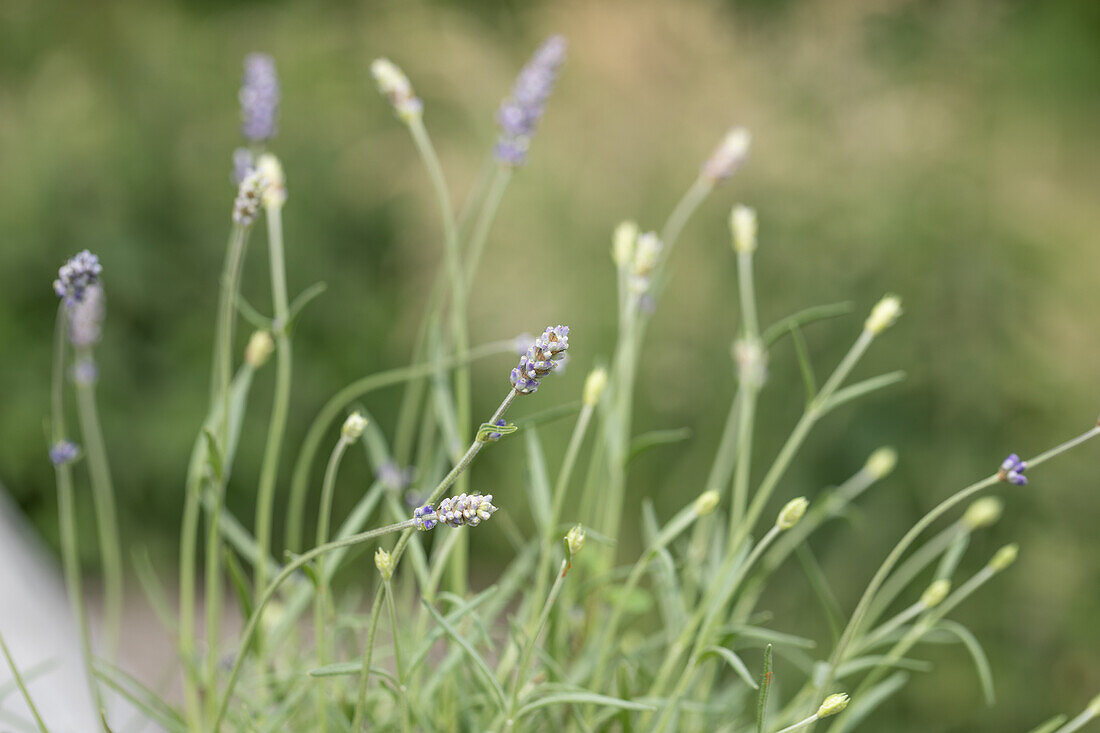 Lavandula angustifolia