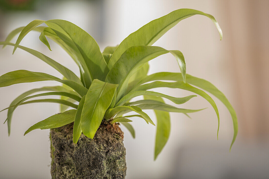 Asplenium nidus