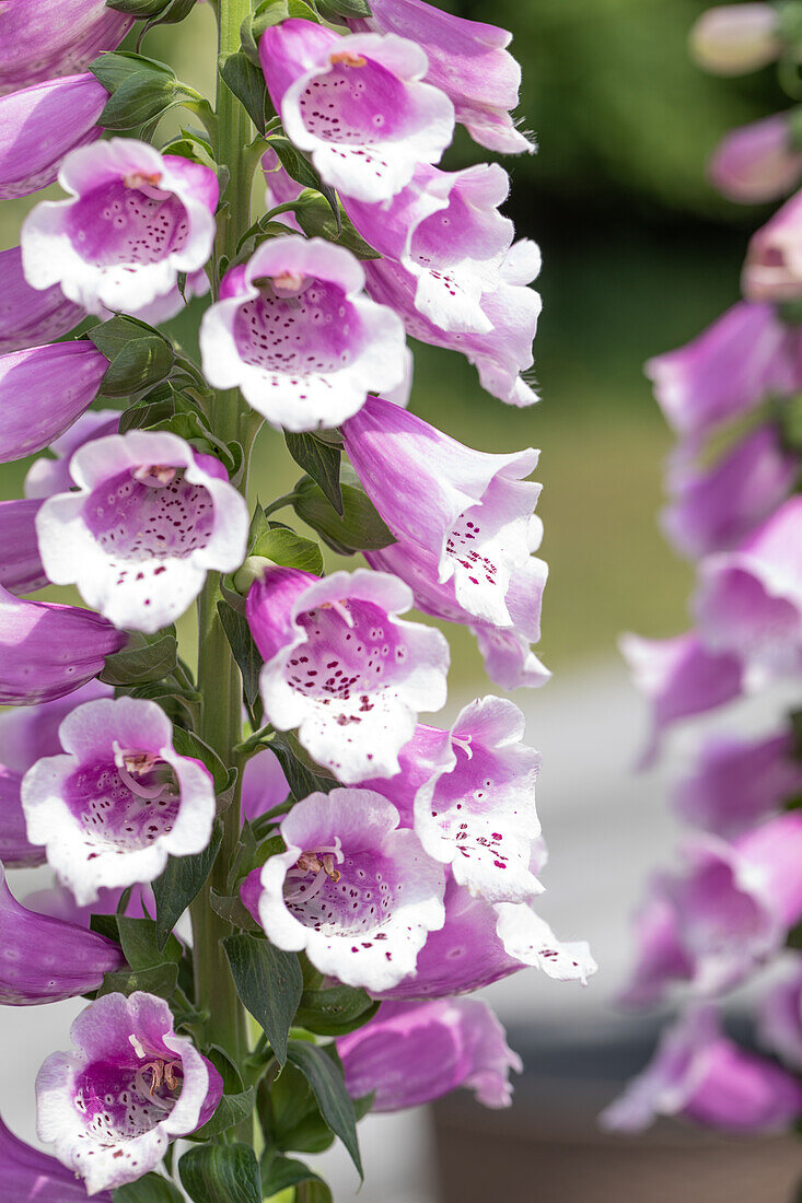 Digitalis purpurea, rosa