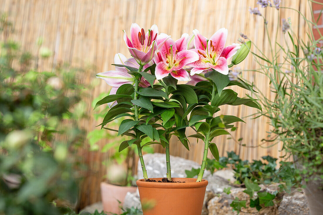 Lilium Oriental