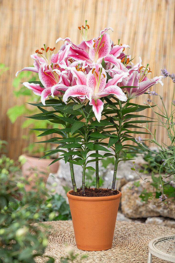 Lilium Oriental