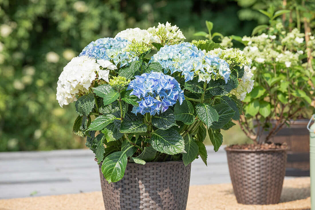 Hydrangea macrophylla, blau-weiß