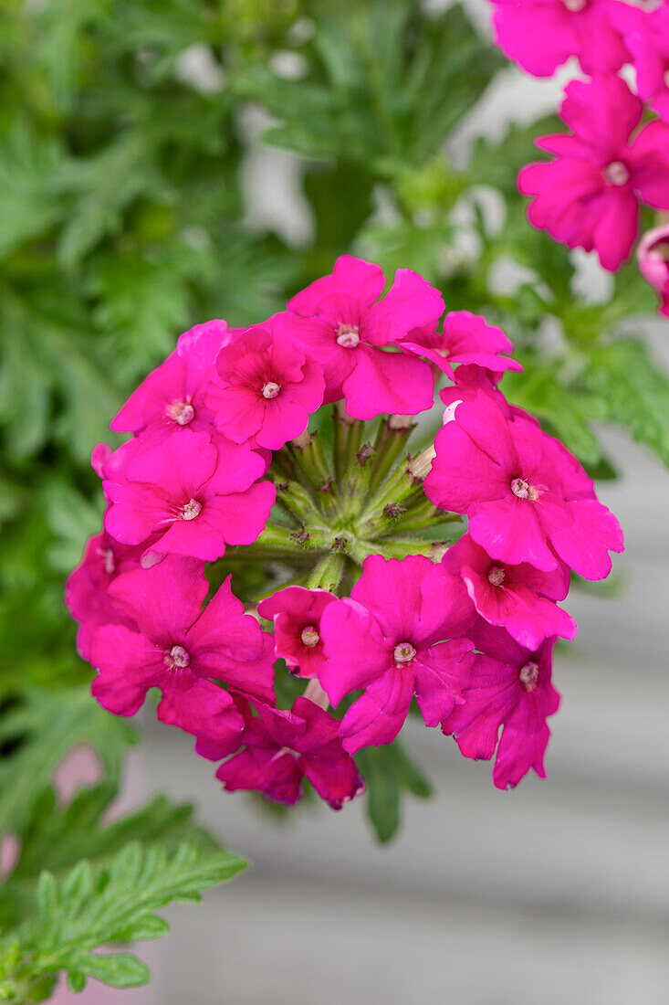 Verbena, purple red