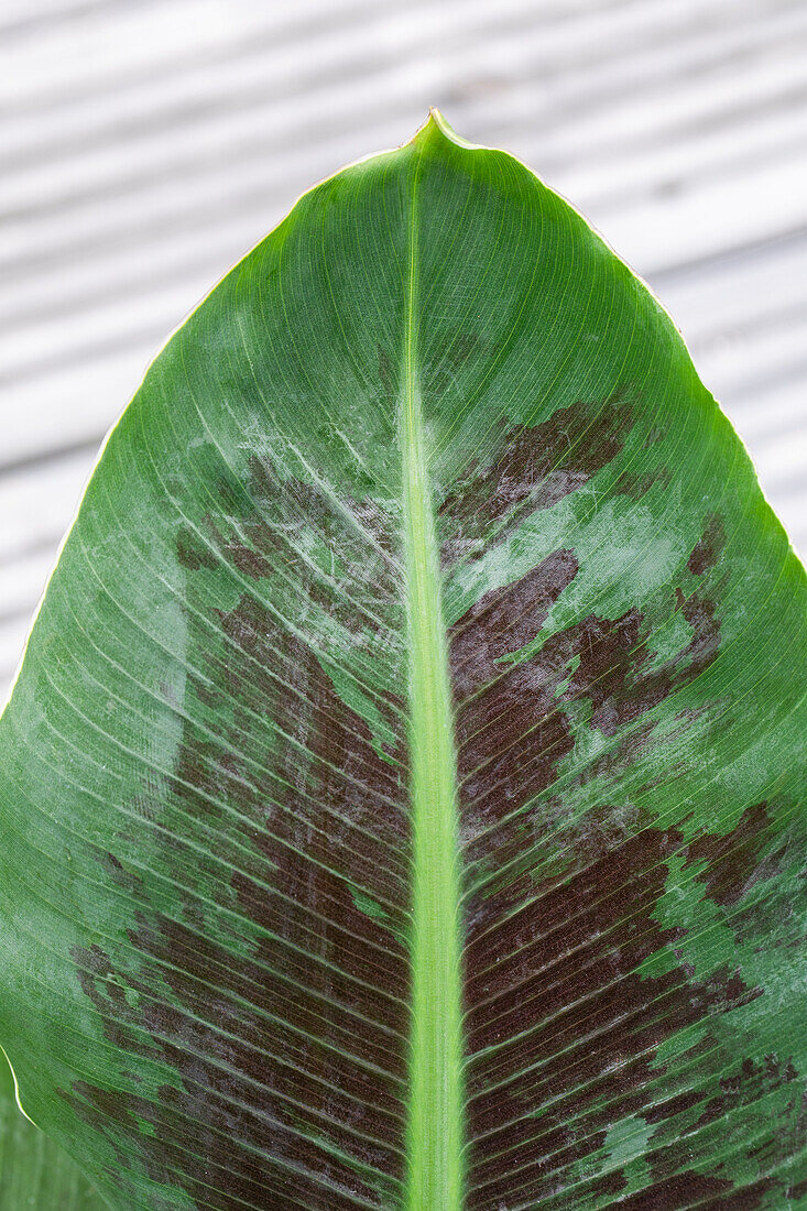 Musa acuminata