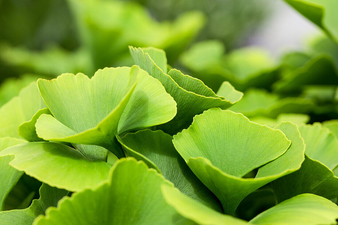 Ginkgo biloba