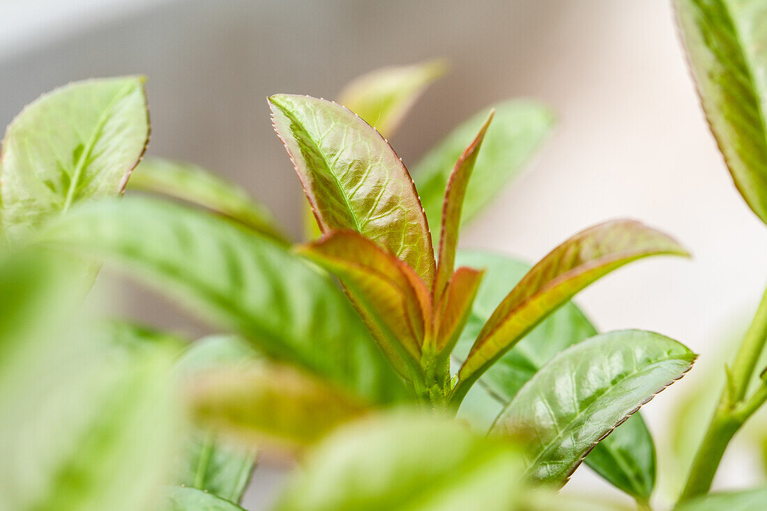 Prunus laurocerasus 'Ani'