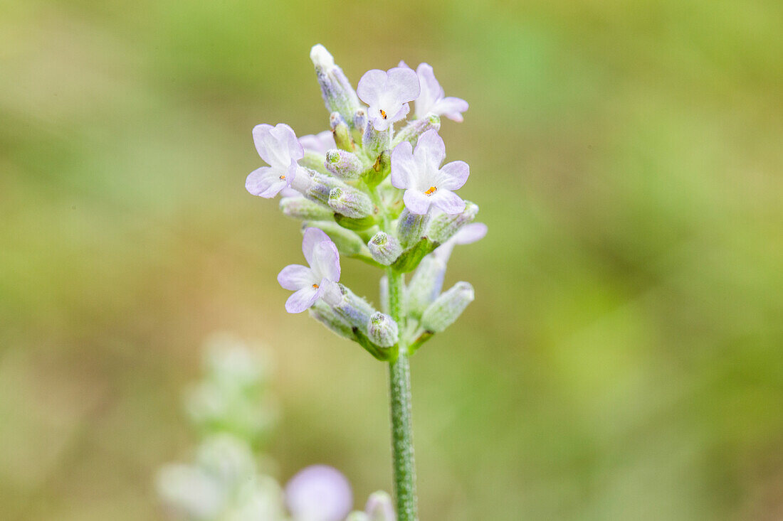 Lavandula angustifolia 'Hidcote White'