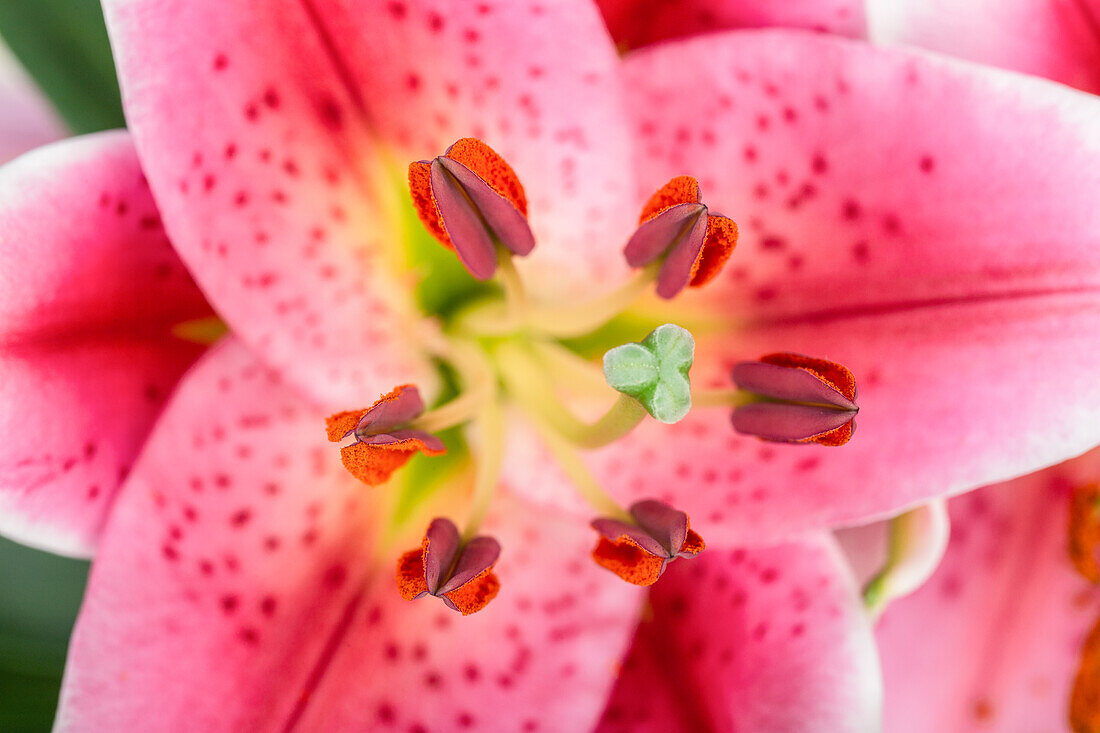 Lilium Oriental, pink-white