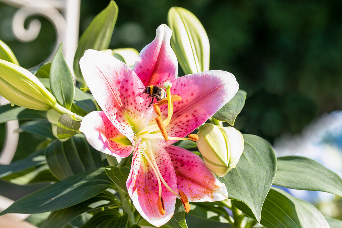 Lilium Oriental, rosa-weiß