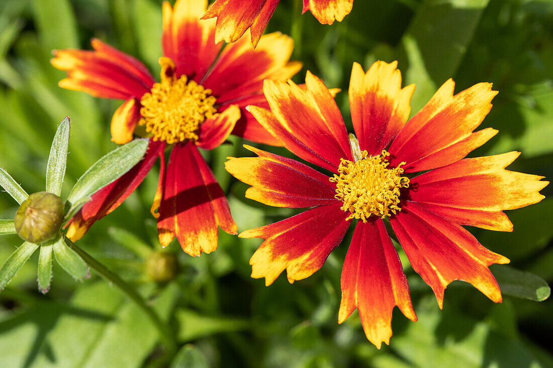 Coreopsis grandiflora