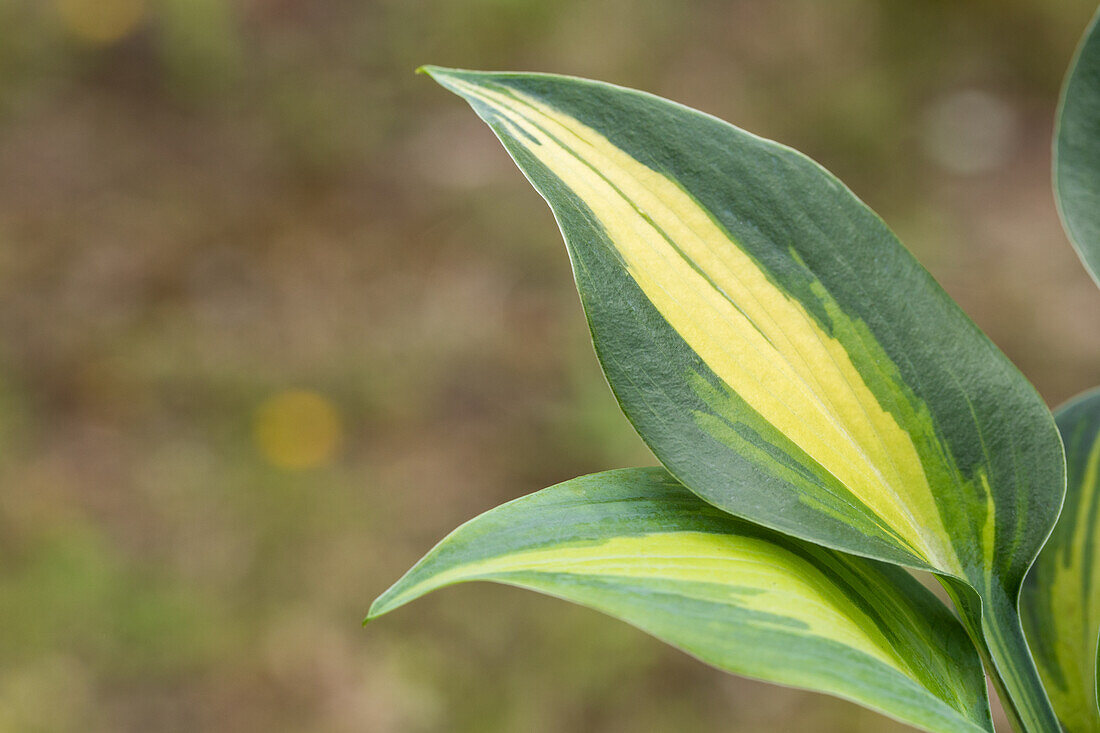 Hosta, gelbbunt