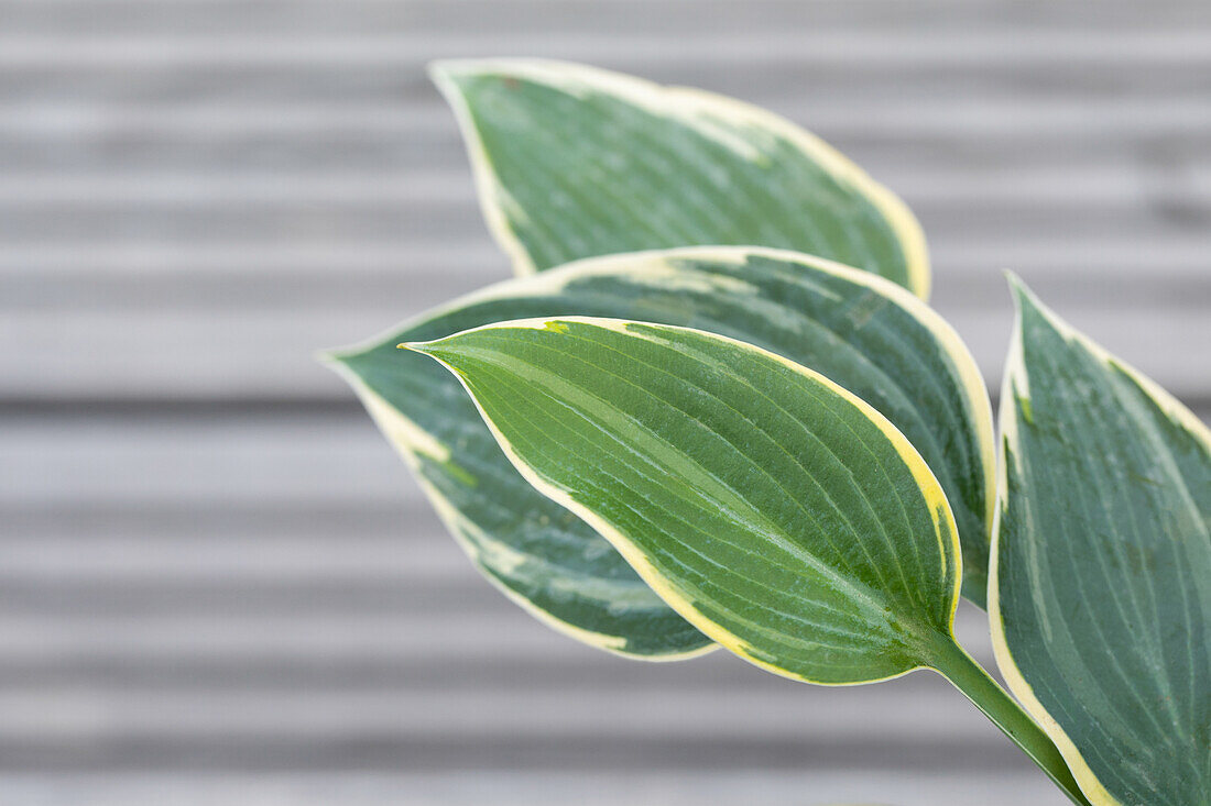 Hosta, yellow variegated