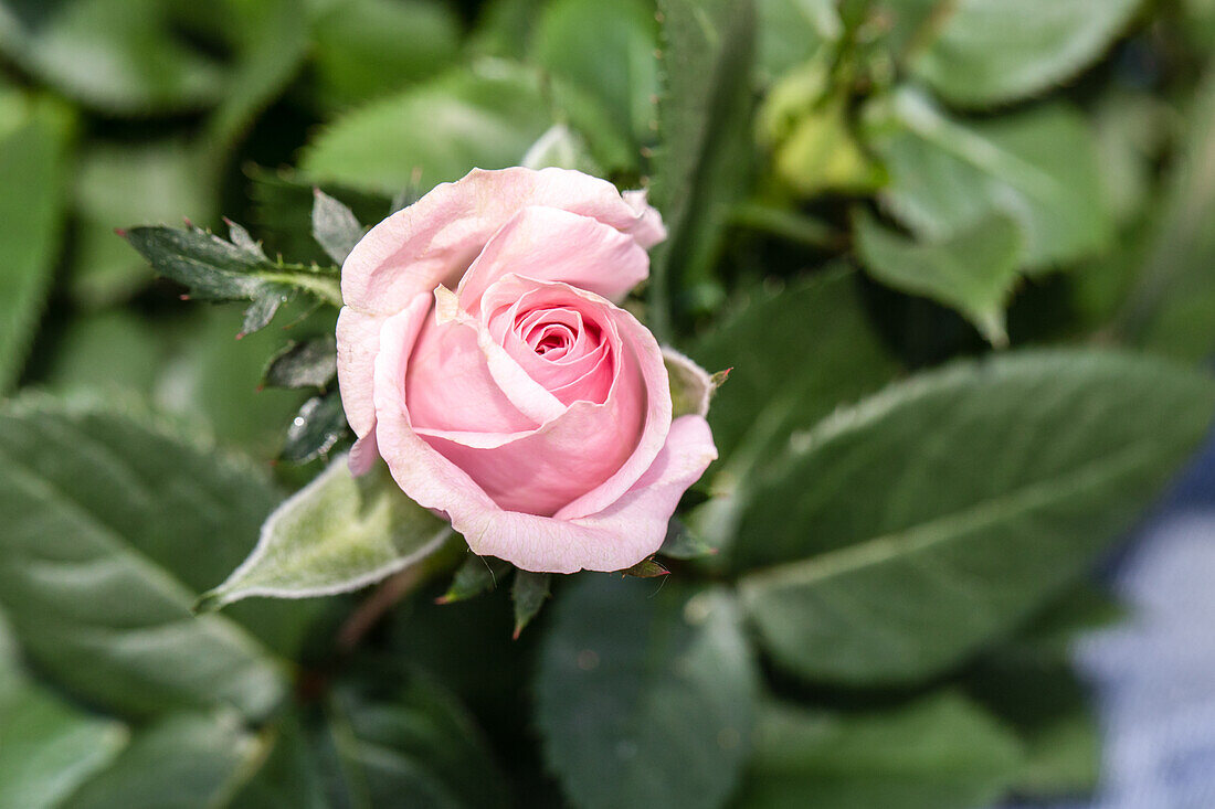 Rosa 'Infinity Rose'