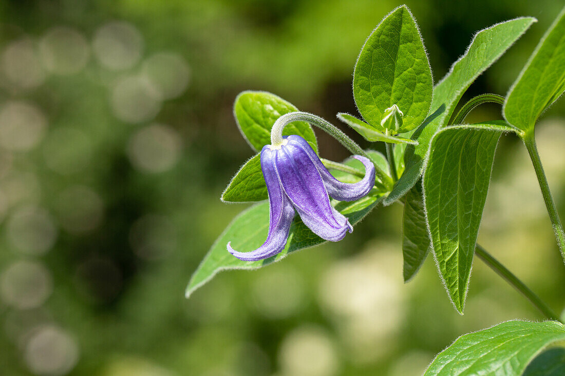 Clematis 'Paillette Jingjing ® Evipo096 (N) '