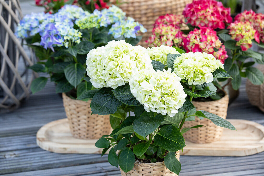 Hydrangea macrophylla, weiß