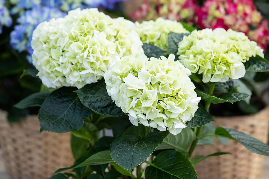 Hydrangea macrophylla, weiß