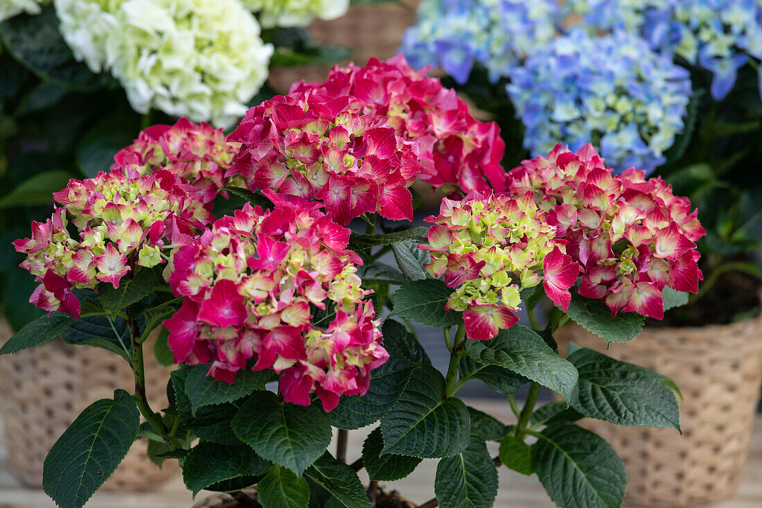 Hydrangea macrophylla, red