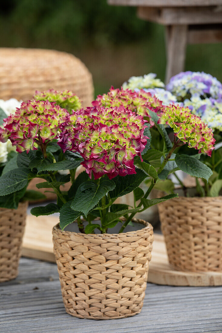 Hydrangea macrophylla, red