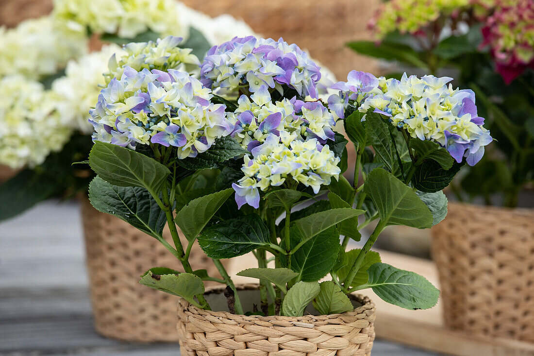 Hydrangea macrophylla, blue