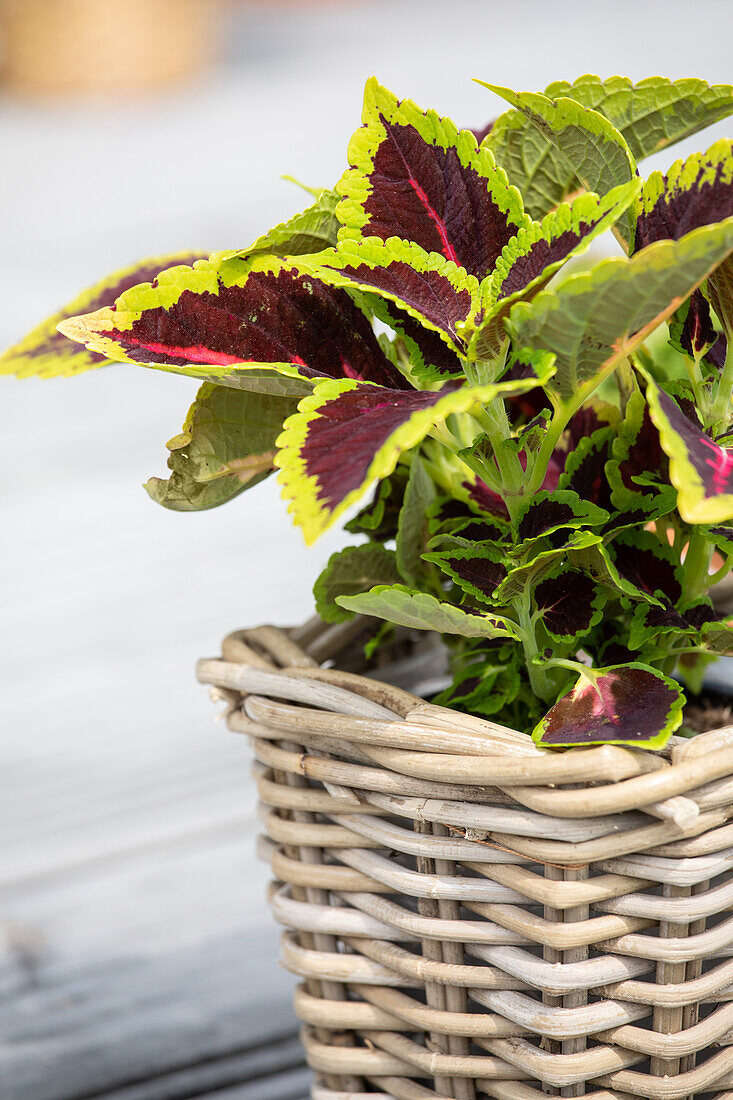 Coleus blumei