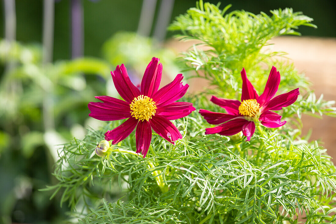 Cosmos bipinnatus, rot