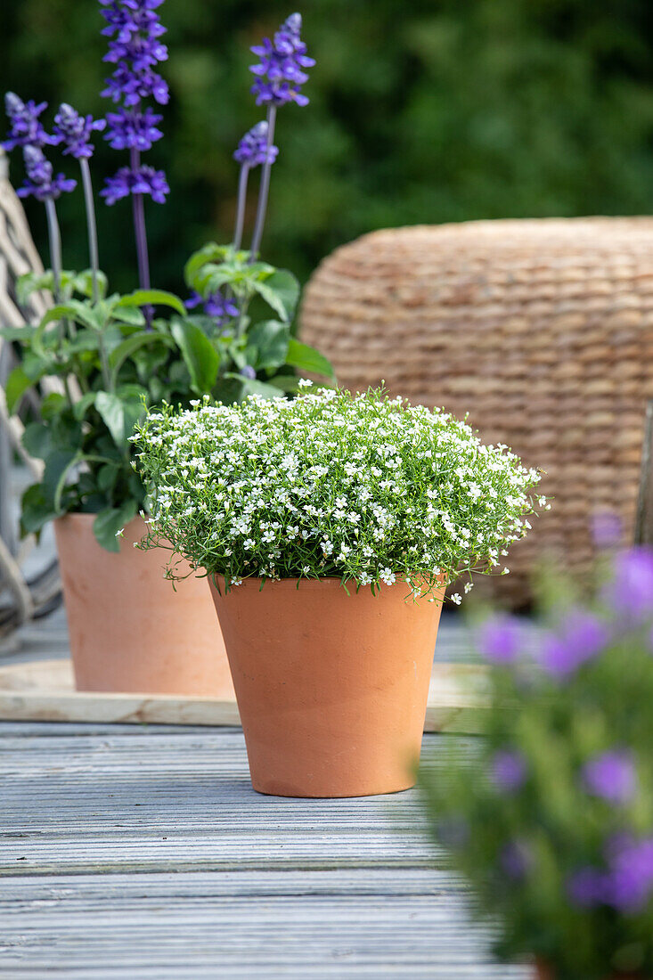 Gypsophila muralis, weiß