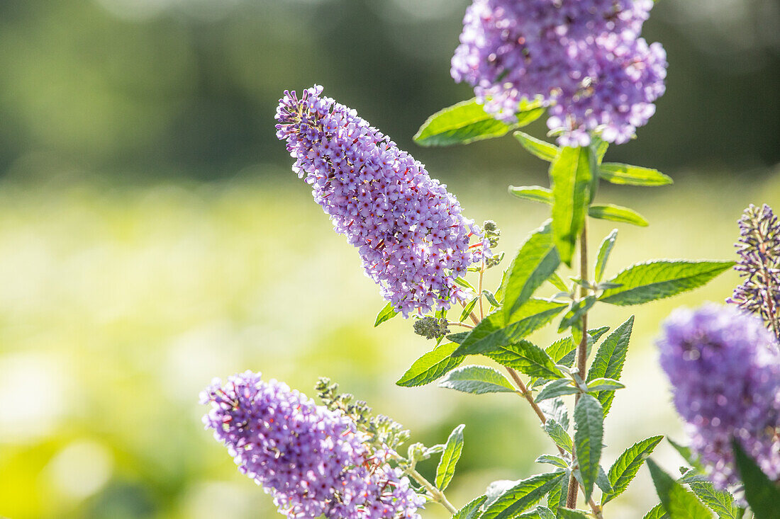 Buddleja davidii BUZZ™ 'Sky Blue'®