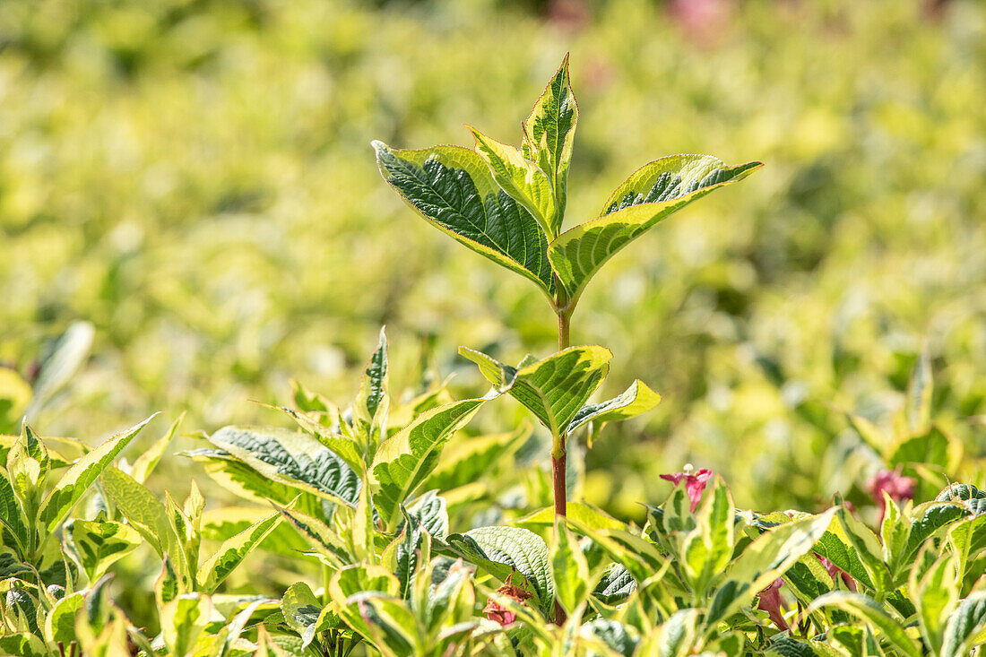 Weigela florida 'Nana Variegata'