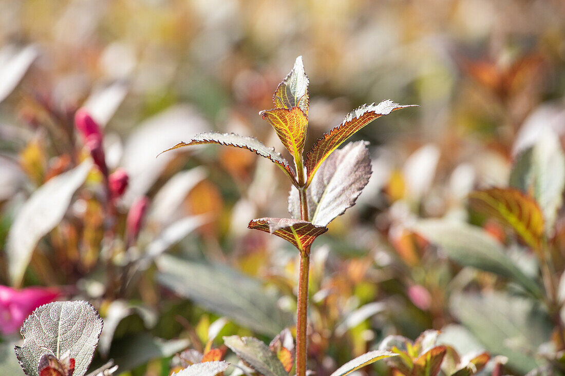 Weigela florida 'Purpurea'