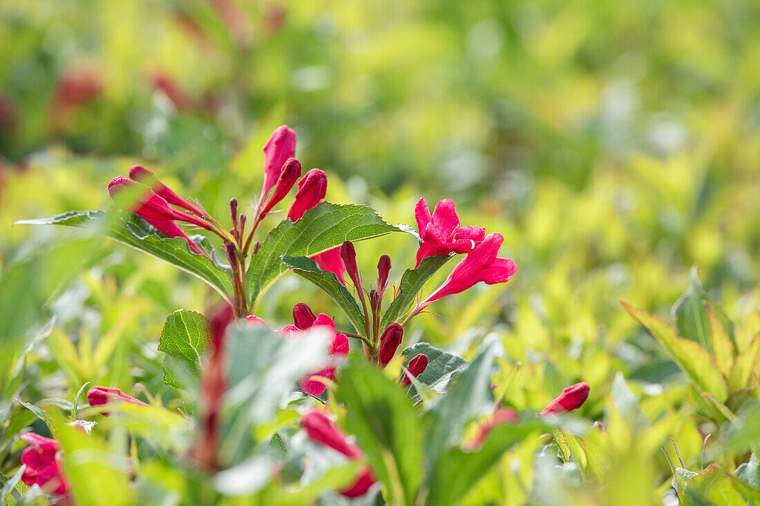 Weigela 'Red Prince'